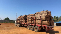 //iprorwxhlpqrlp5p.ldycdn.com/cloud/plBpiKmiliSRplkkijkpkq/Umbila-Wood.jpg