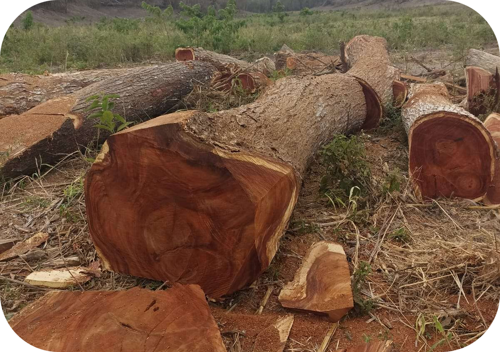 South America’s Three Major Timber-Producing Countries (1).png