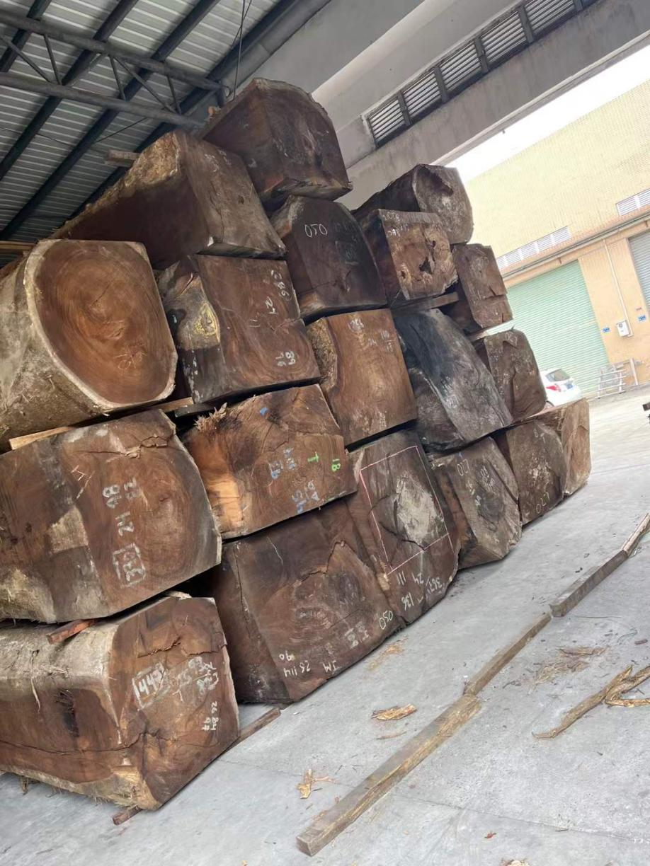 Venezuelan Saman (2)