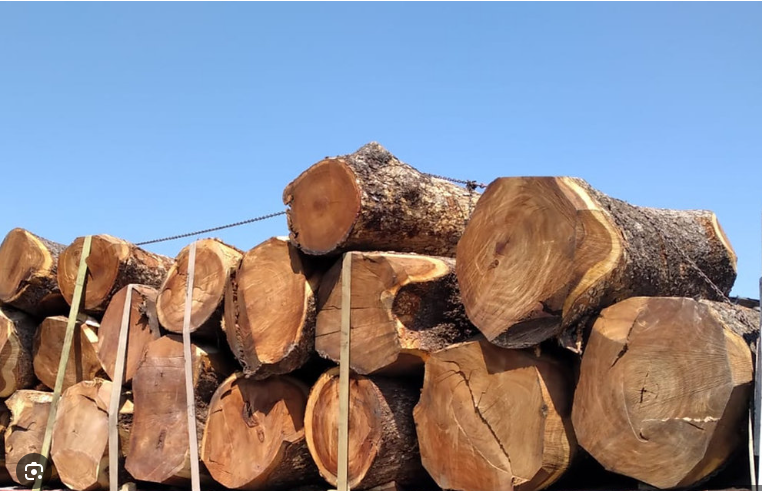 Ecuadorian Saman (6)