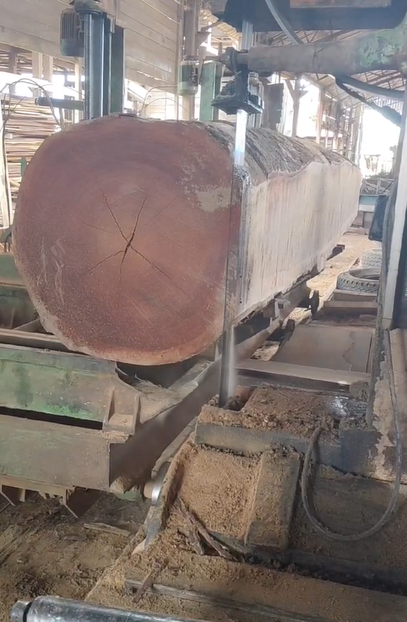 Wenge Timber Processing in Africa: From Giant Log to Premium Hardwood Lumber