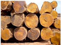 //iprorwxhlpqrlp5p.ldycdn.com/cloud/pmBpiKmiliSRqlqqjqijkq/Ovangol-Wood-Premium-African-Hardwood-for-Furniture-Flooring-and-Musical-Instruments.jpg