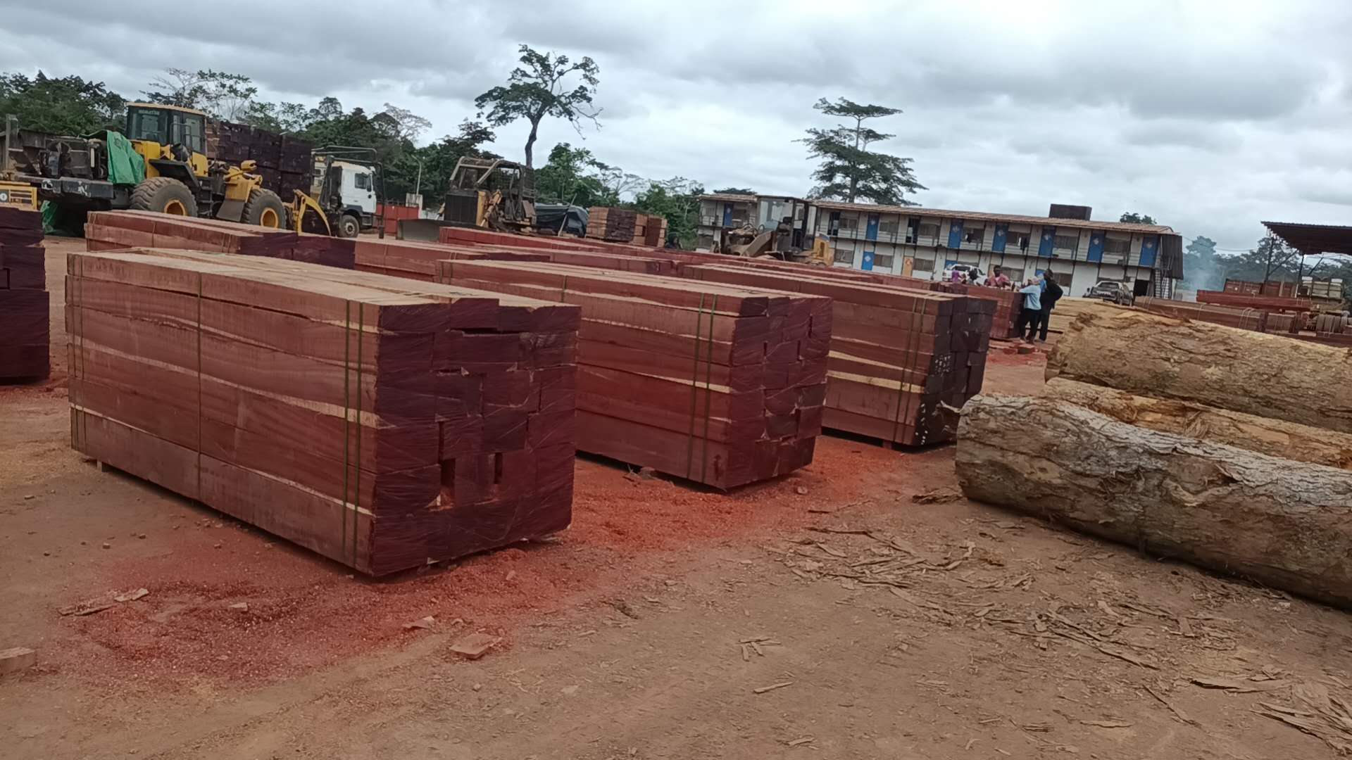 Padouk Timber Processing in Africa