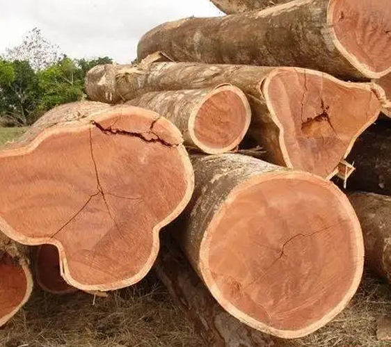 South America&rsquo;s Three Major Timber-Producing Countries (3)