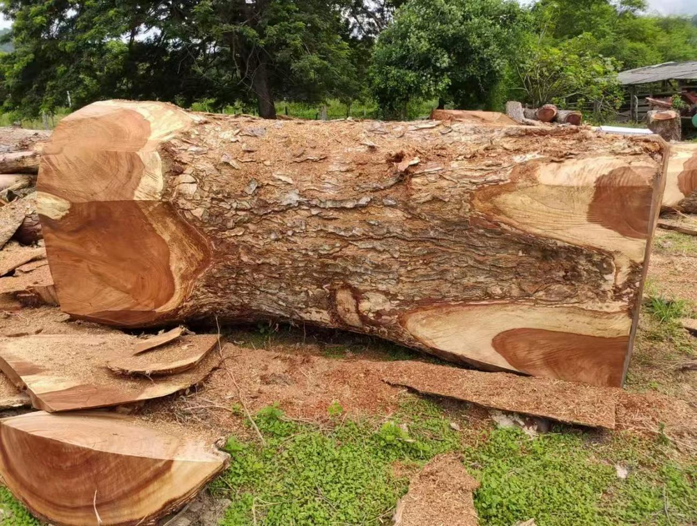 Ecuadorian Saman (3)