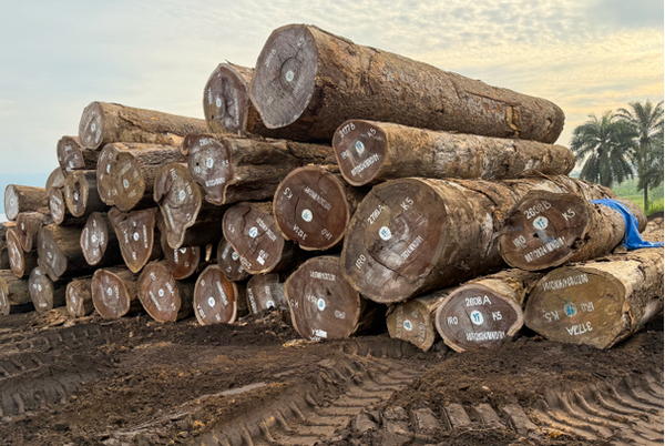Iroko Round Logs